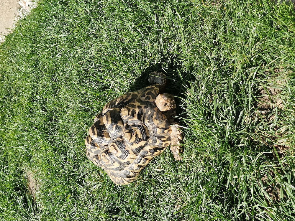 Pantherschildkröten