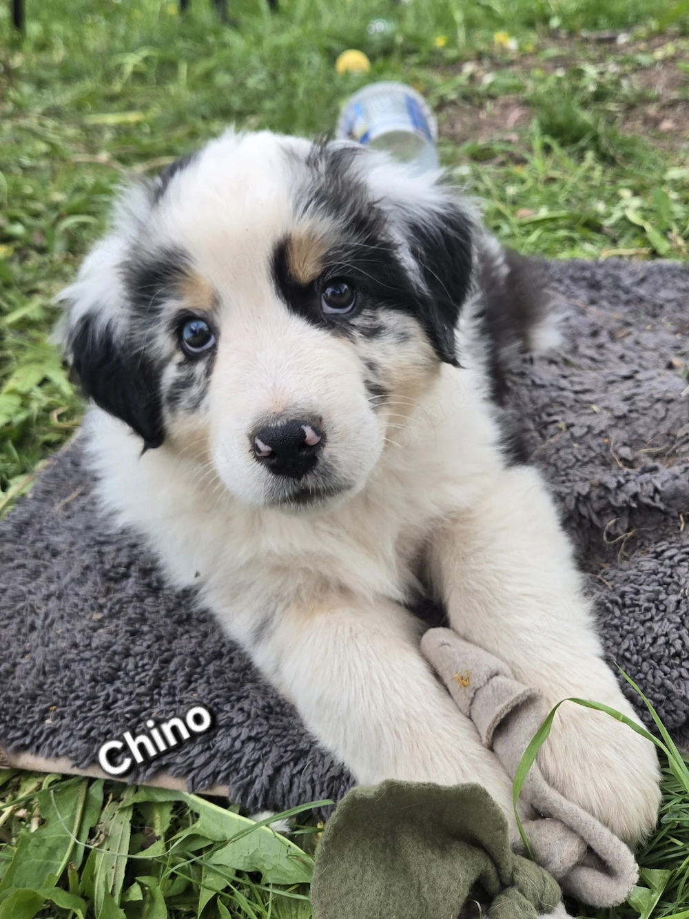 Australian Shepherd Welpen mit blauen und braungrüne Augen