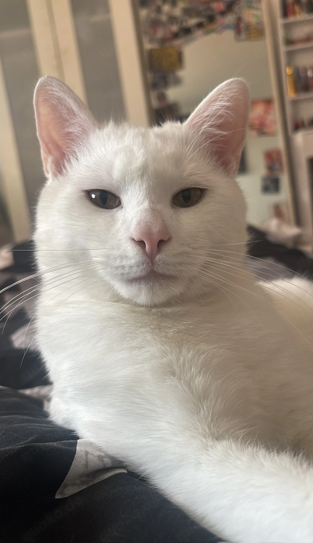 Weißer Deckkater 