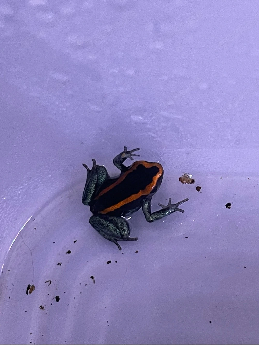 Phyllobates Vittatus