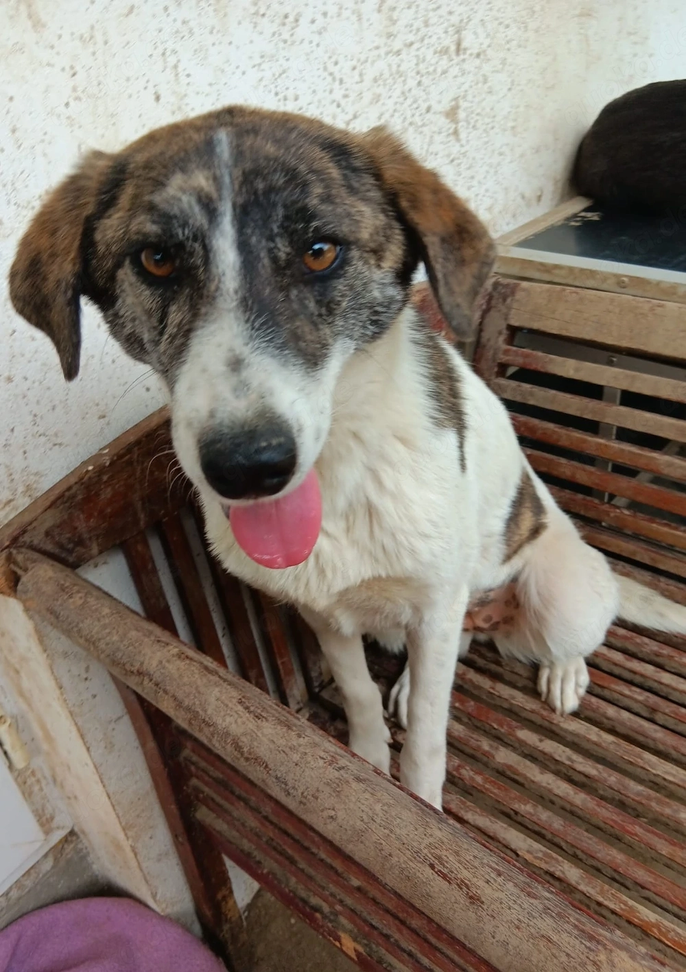 Rafaella ist 7 Monate und wird ca. 50-55 cm