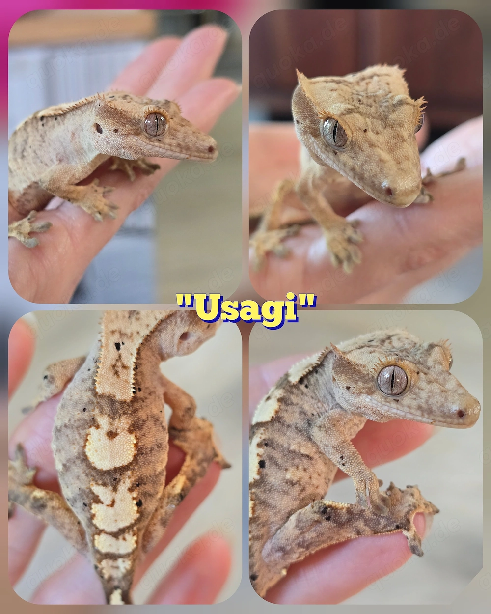 1.0 Correlophus ciliatus Kronengecko "Usagi"