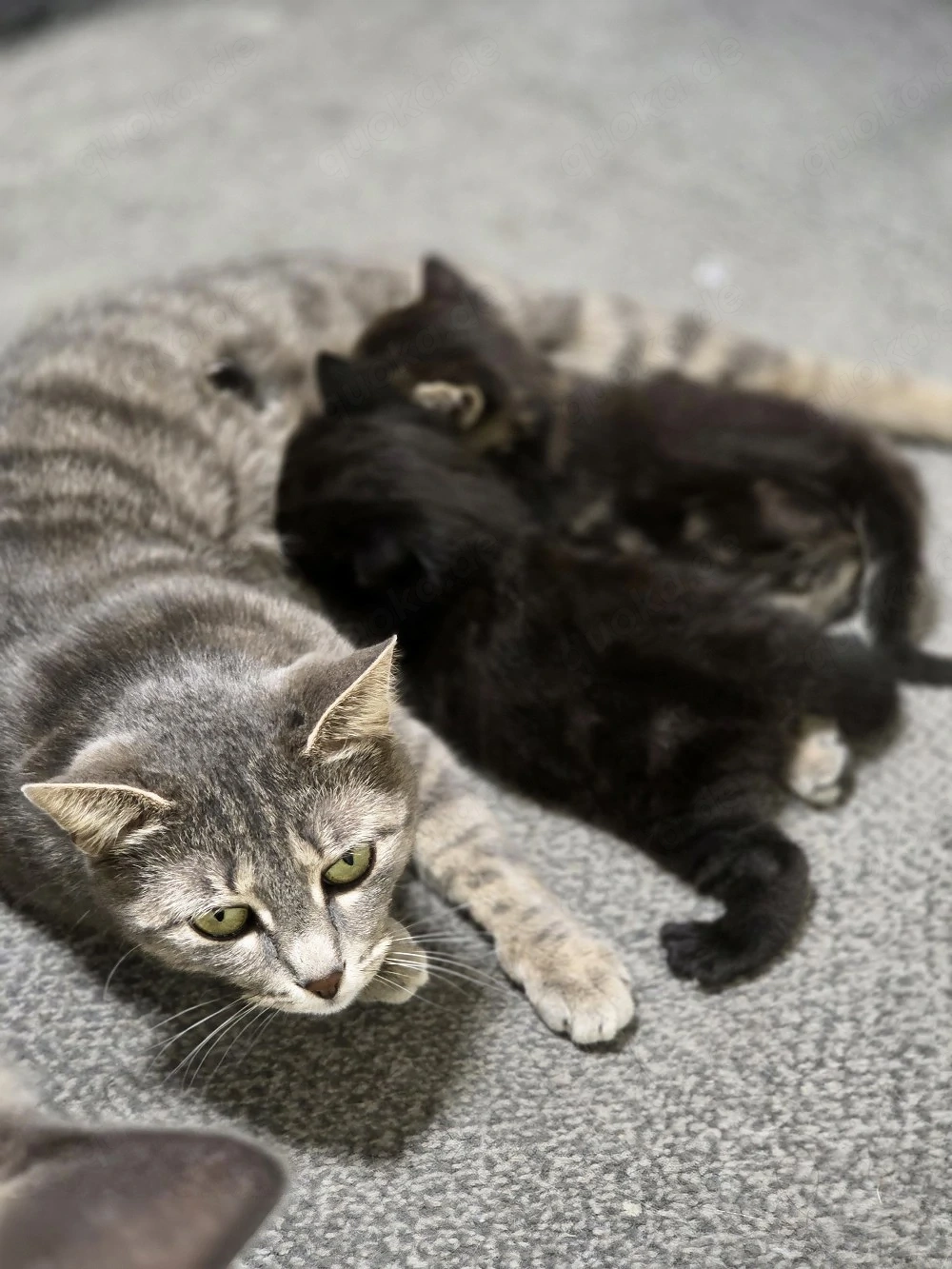 Katzenbabys, Babykatzen,Kitten