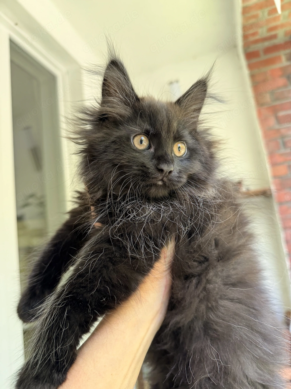 Seltenes Maine Coon Mädchen   schwarz   dunkelbraun & besonders elegant 
