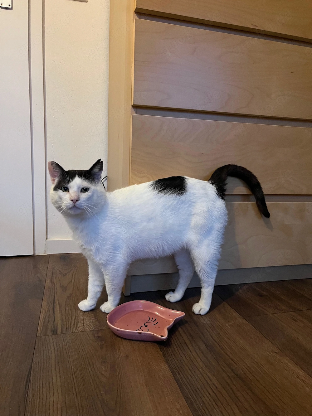 Tomy(weiß-schwarz), 3 Jahre, sucht Zuhause mit Freigang