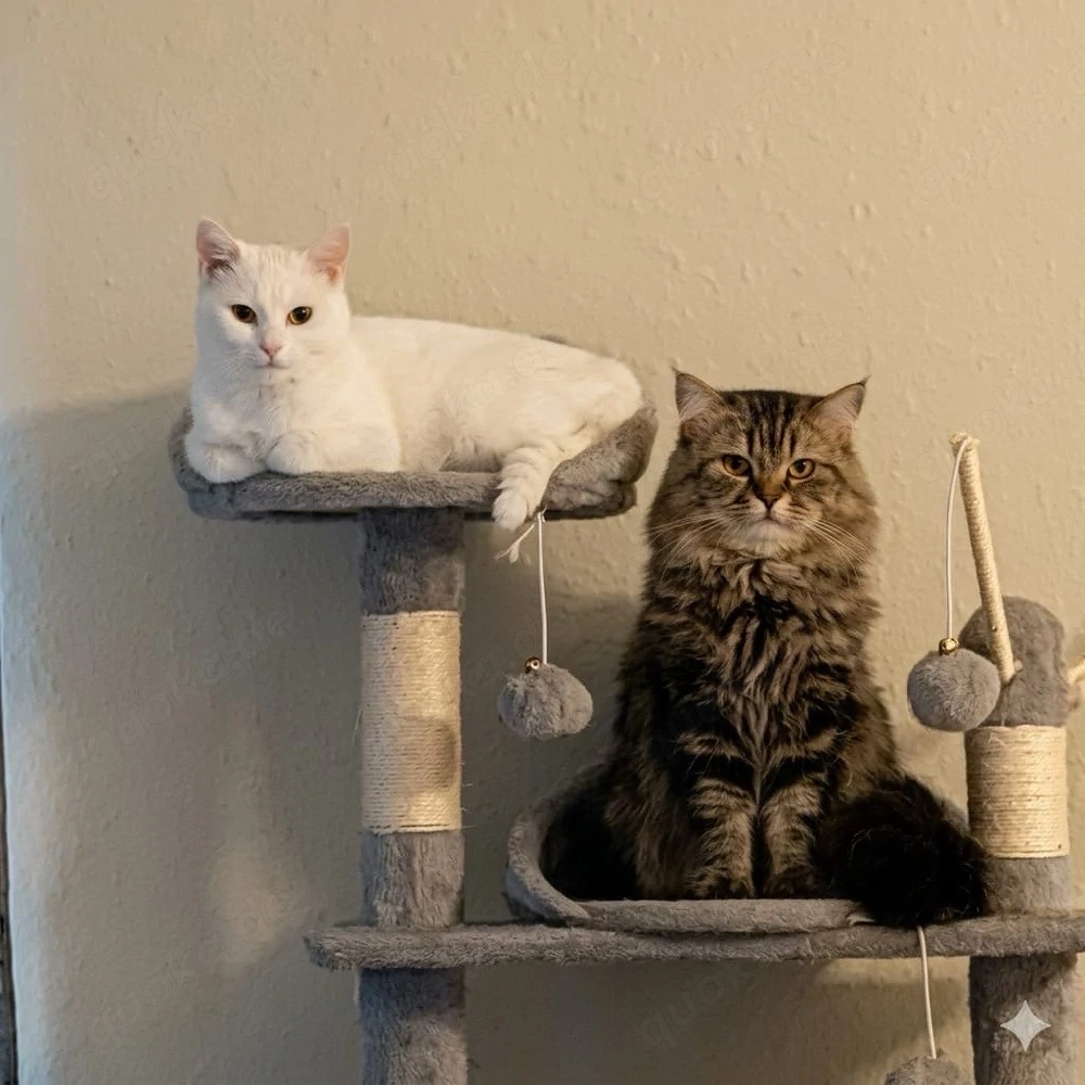 Khao Manee Katze abzugeben   
