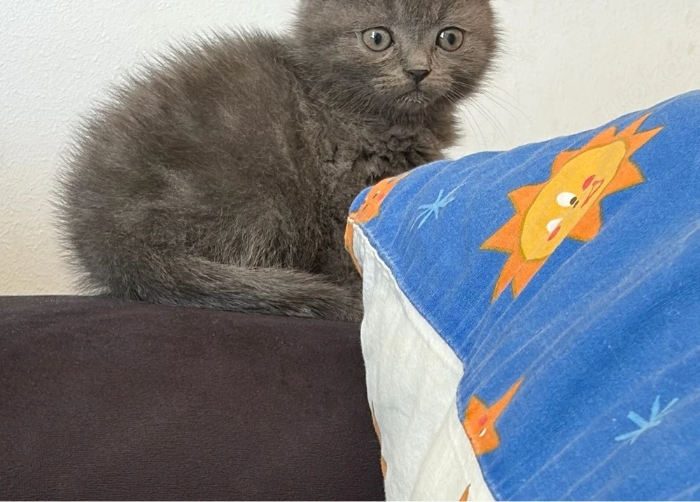 BKH Mix Kitten 