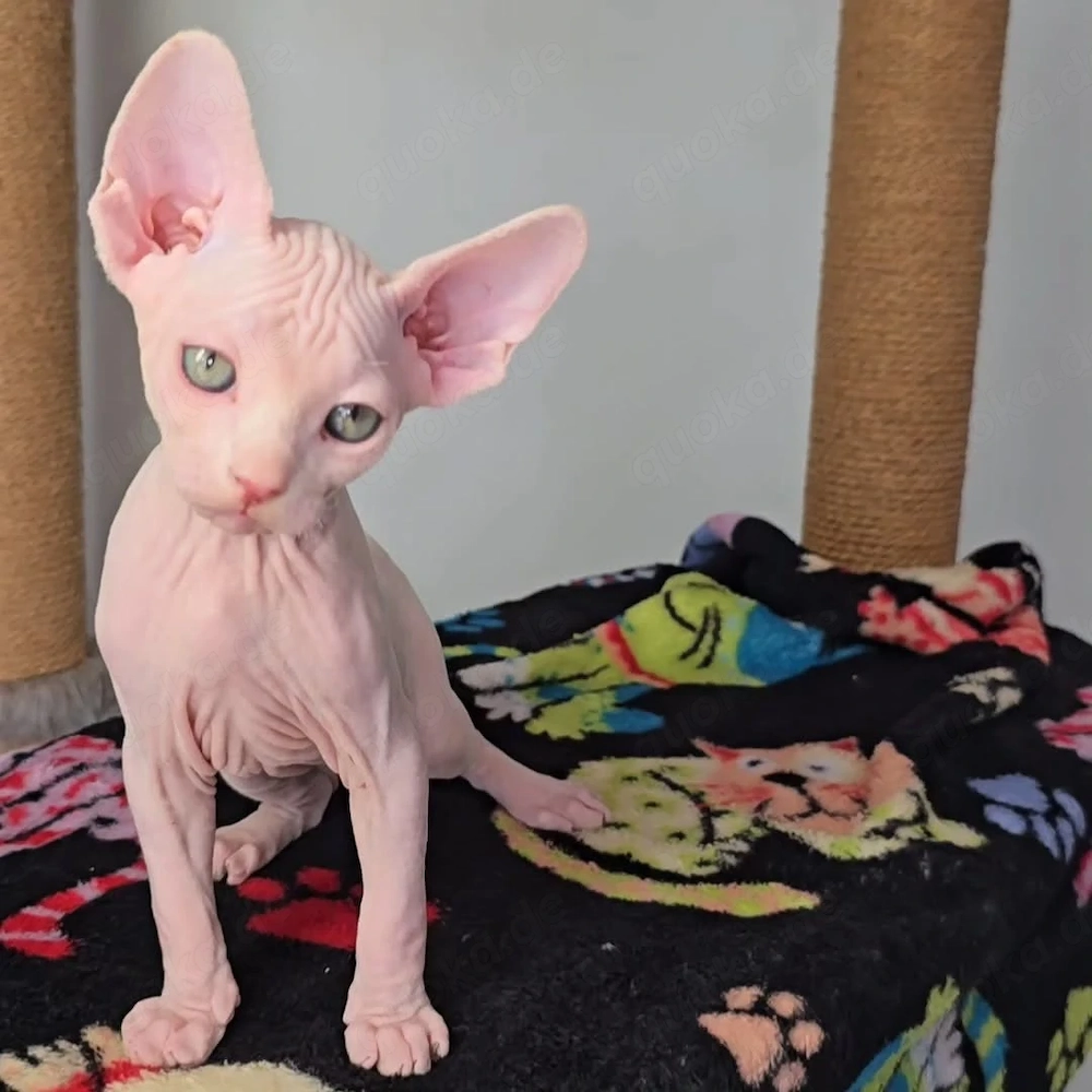 Wunderschöne reinrassige Sphynx-Kätzchen