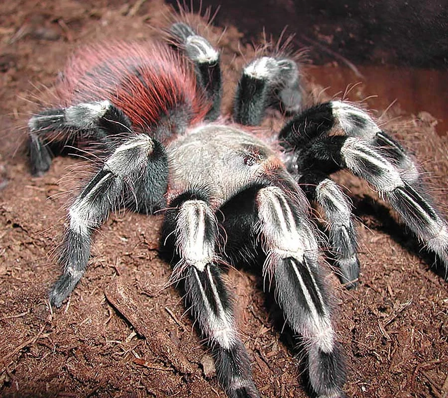  0.1 Nhandu chromatus inklusive Terrarium!
