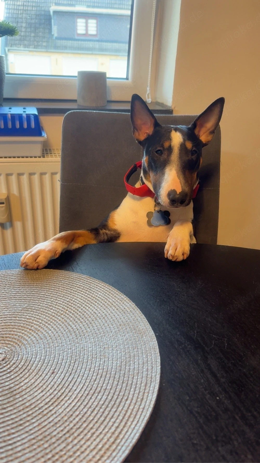 Bullterrier Hündin 