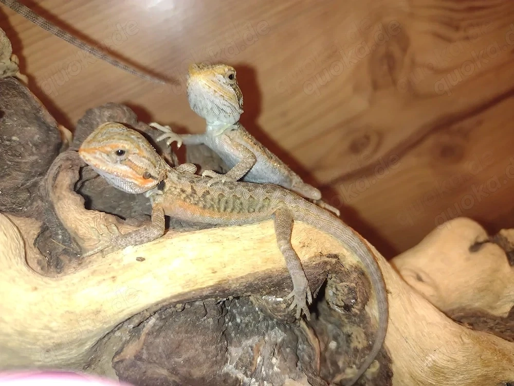 Süße Farb-Bartagamen Babys (Citrus-Leatherback x Hypo Orange Sandfire) liebevoll aufgezogen