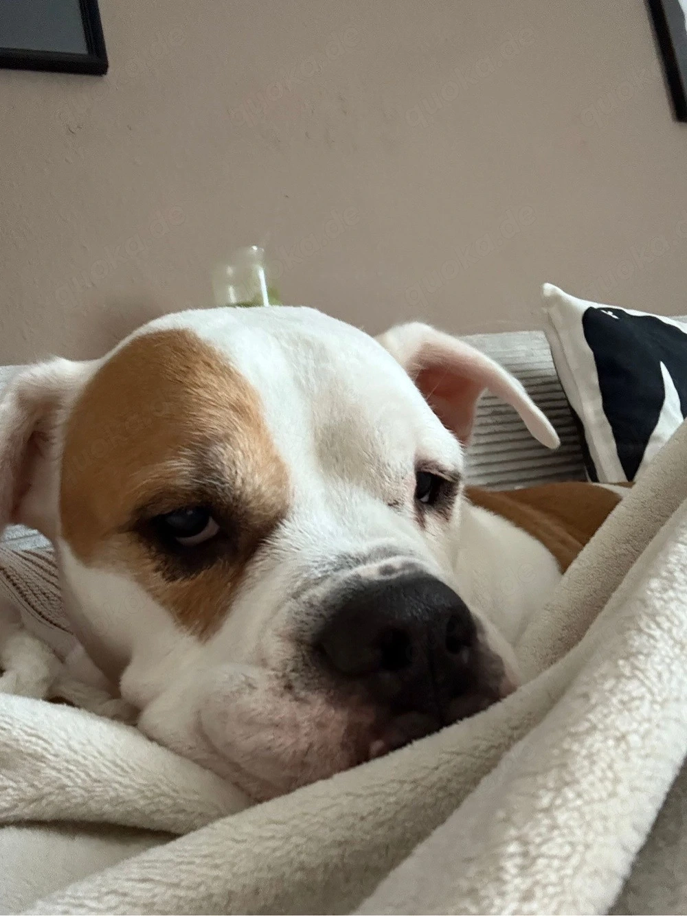 Old english Bulldog Hündin ( Oeb)  abzugeben 