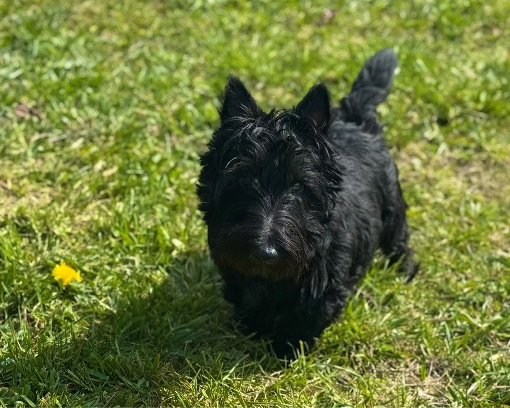 Süßer Scottish Terrier Rüde sucht ein liebes Zuhause