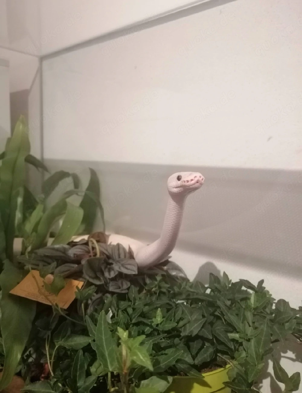 Python regius   Königspython Karma