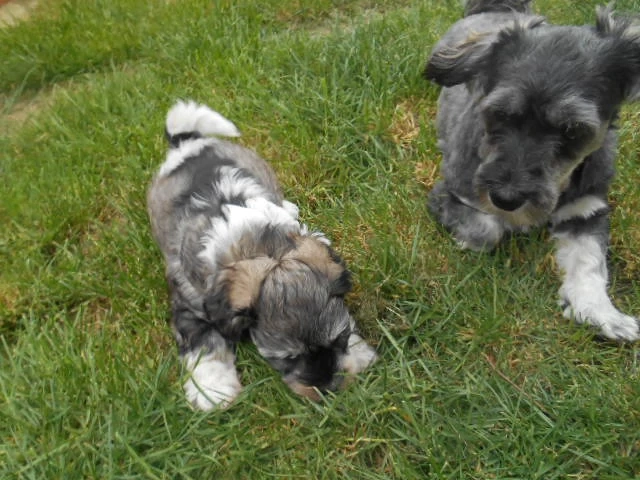 Süsse Havapoo  Maltipoo Welpen (Bolonka ähnlich) Abgabebereit