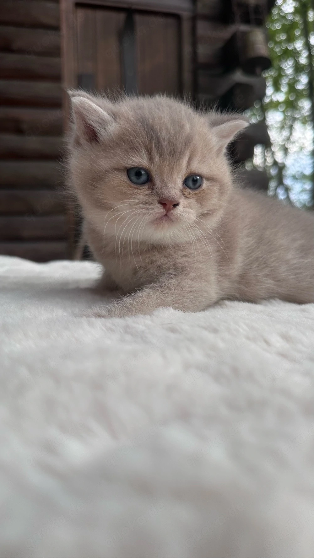 Wunderschöne BKH Kitten in Lilac Golden Shaded