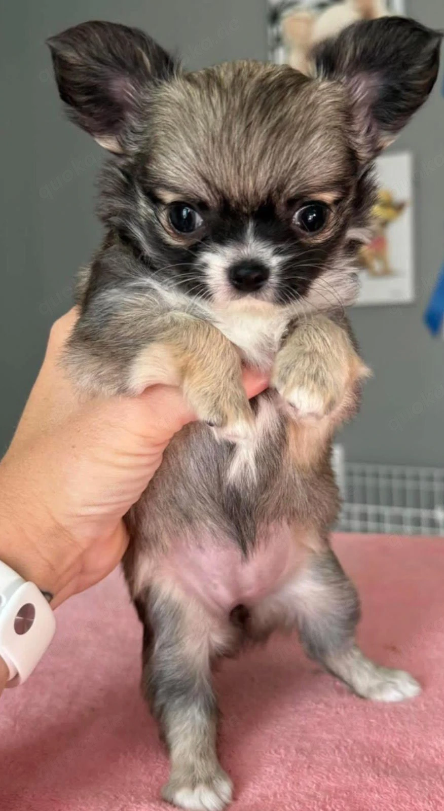 Wunderschöne Chihuahua-Welpen suchen ein neues Zuhause. 