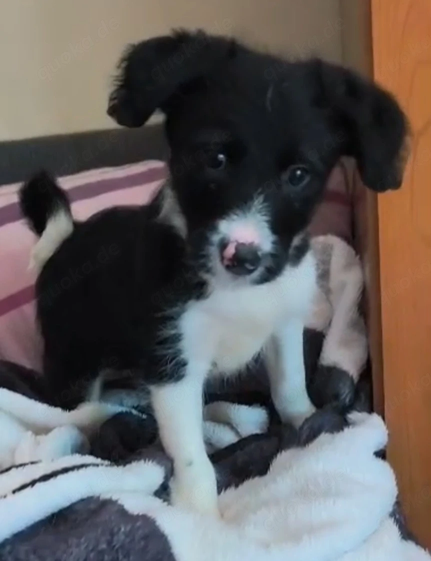 Border Collie Hündin Welpe 2,5 Mon KINDERLIEB Ausreise nach Adoption 