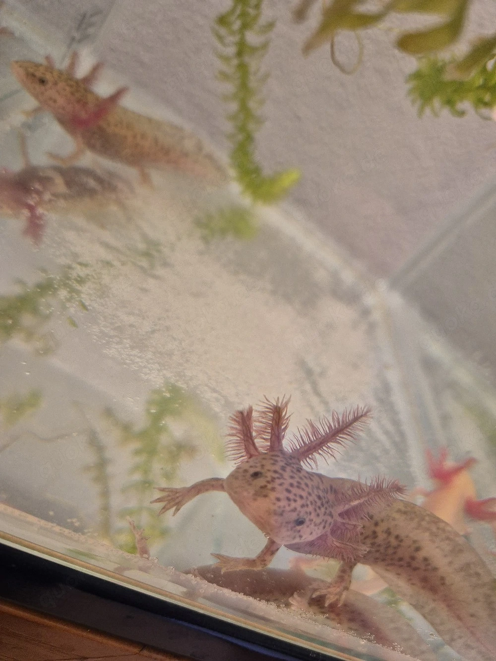Axolotl Jungtiere
