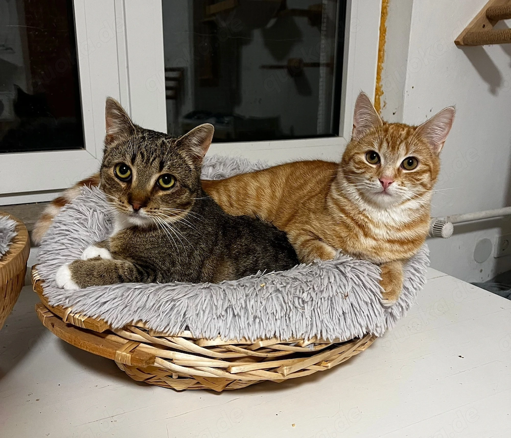 Mondeo & Brötchen