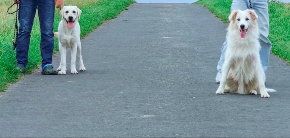 7 Labradorwelpen abzugeben