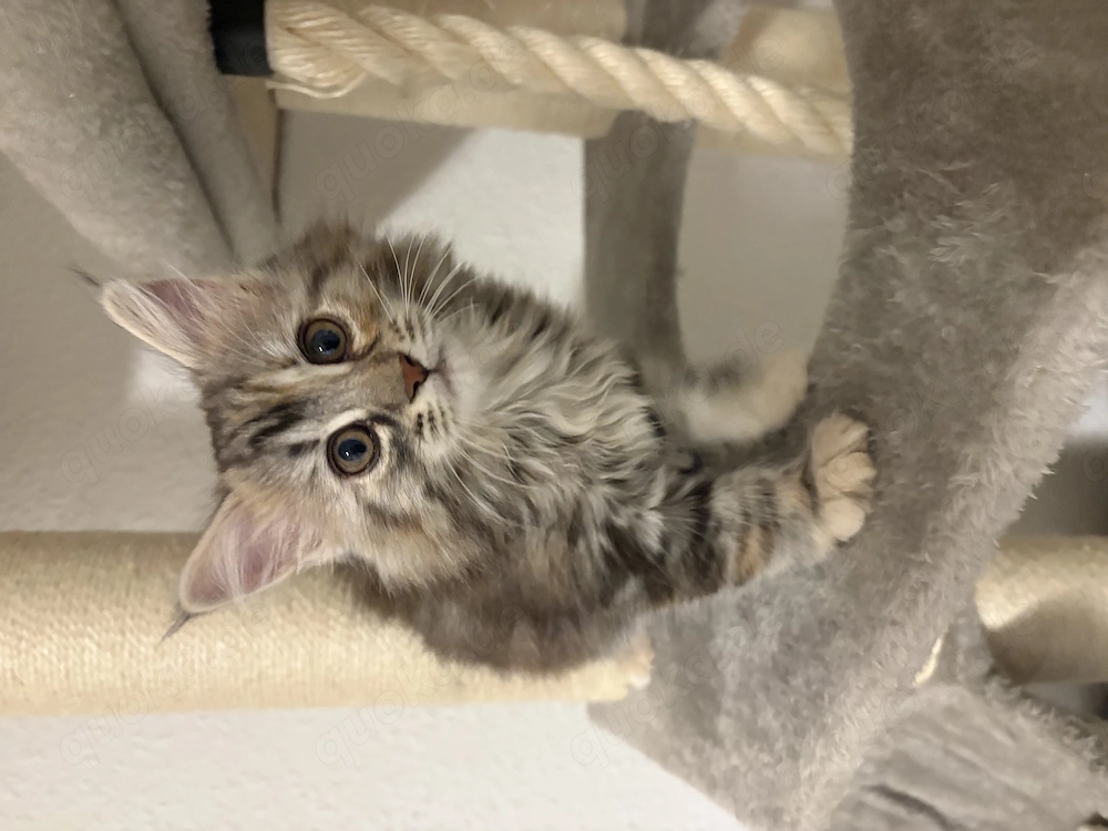 Main-coon Kitten abzugeben 