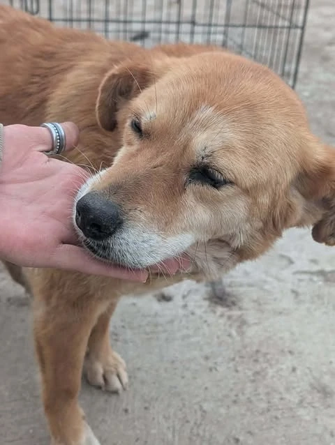 Simba - schenkst du ihr ein liebevolles Zuhause für immer?