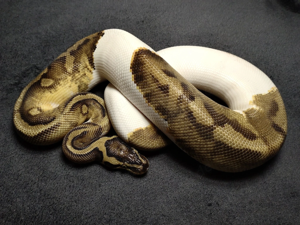 1.0 Enchi Pastel Piebald nz.20 .. Königspython   Python Regius