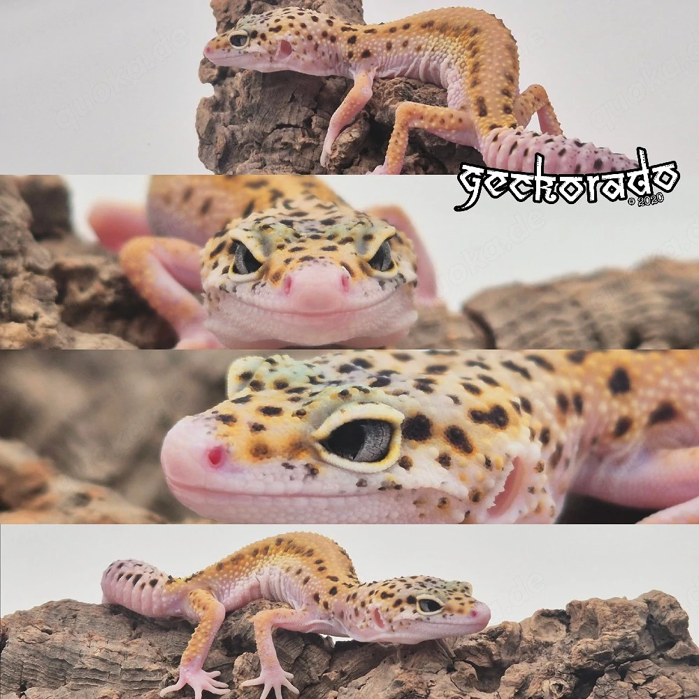 Leopardgecko Jungtier - Pet Only
