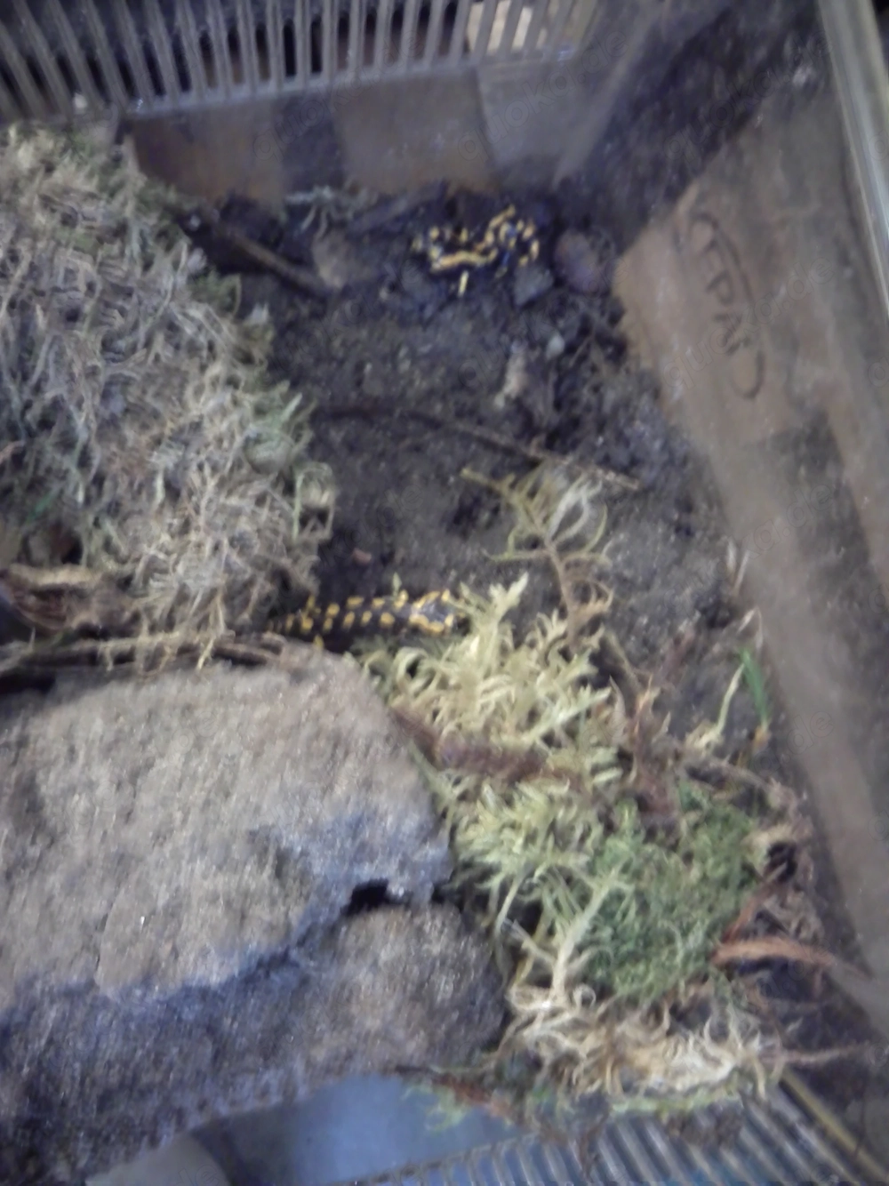 Salamandra salamandra terrestris 