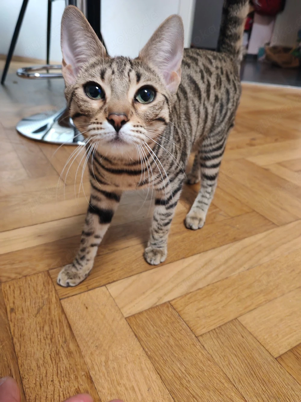 Benga Mix kitten 
