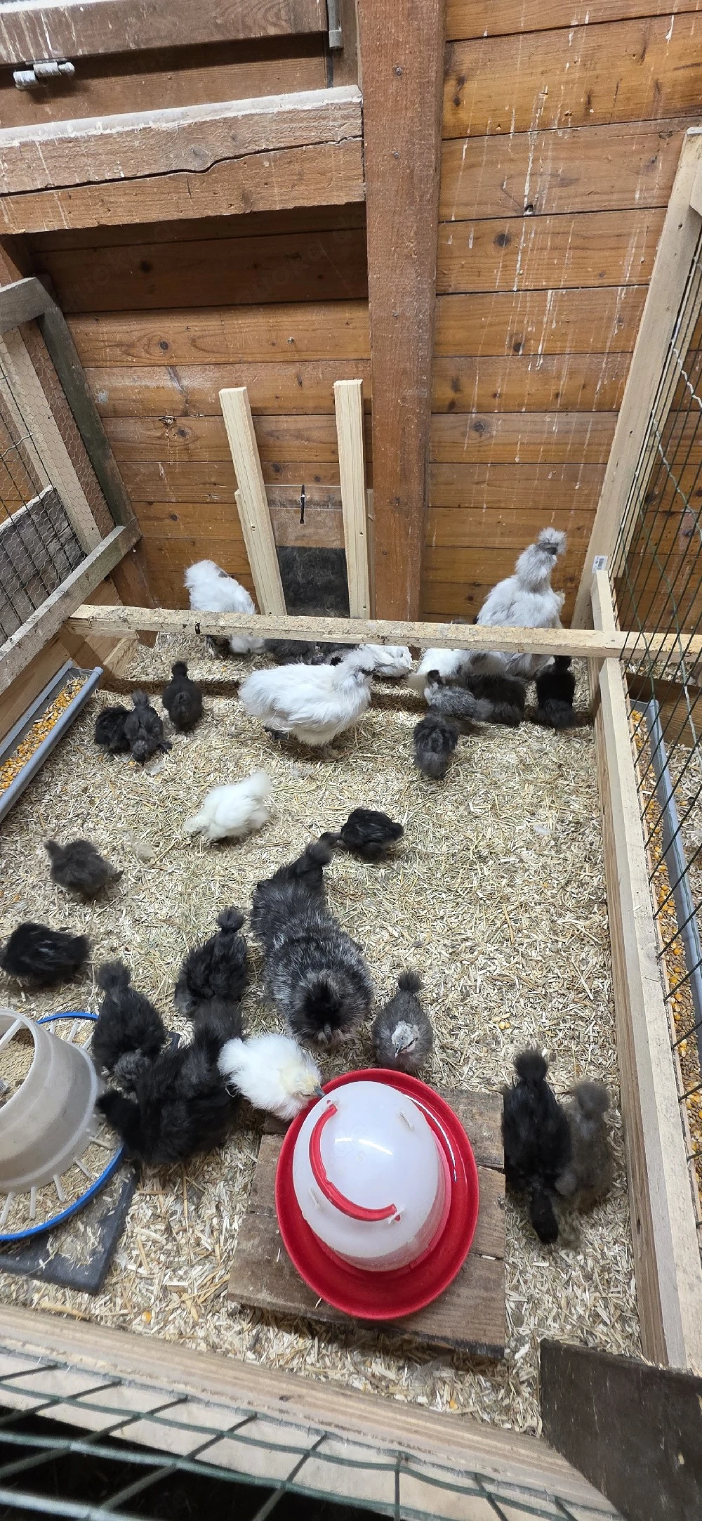 Zwergseidenhuhn Küken Showgirls