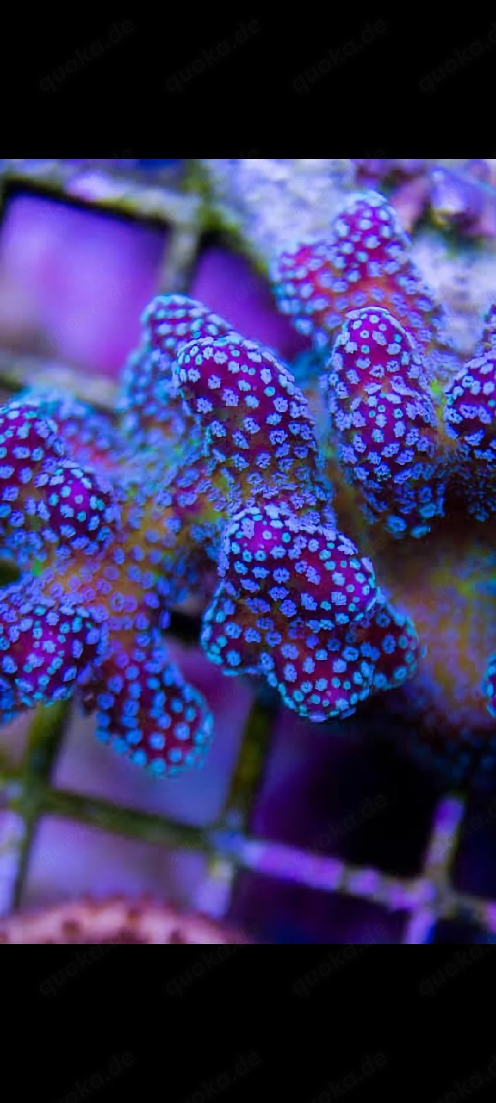 stylophora Rainbow SPS Korallen Ableger Meerwasser acropora 