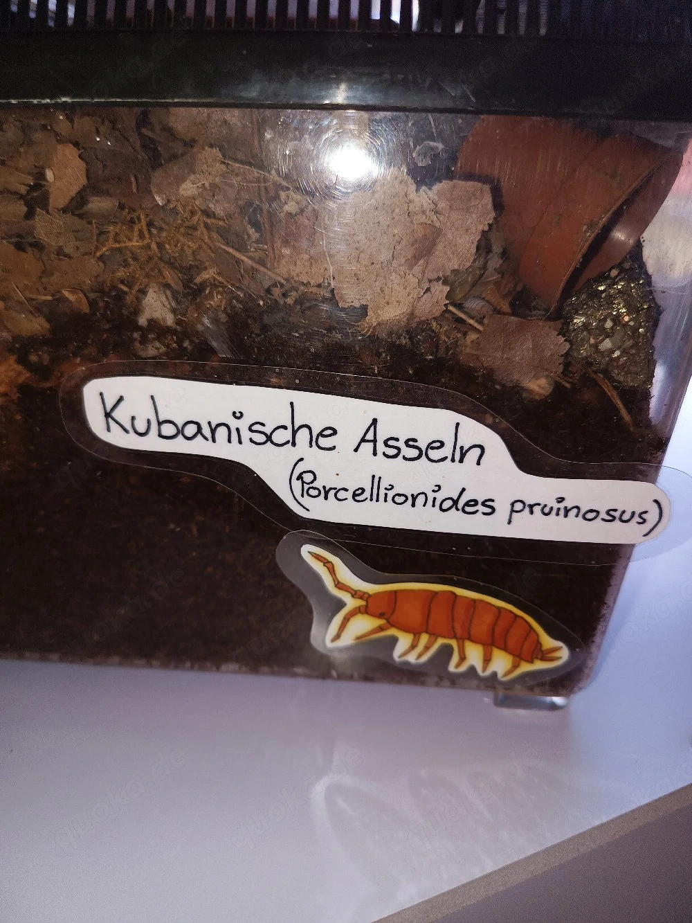 Kubanische asseln 