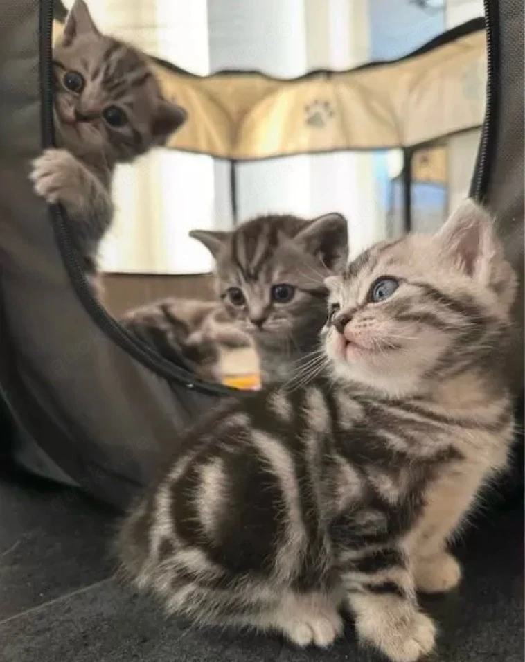 Bkh Tabby Kitten