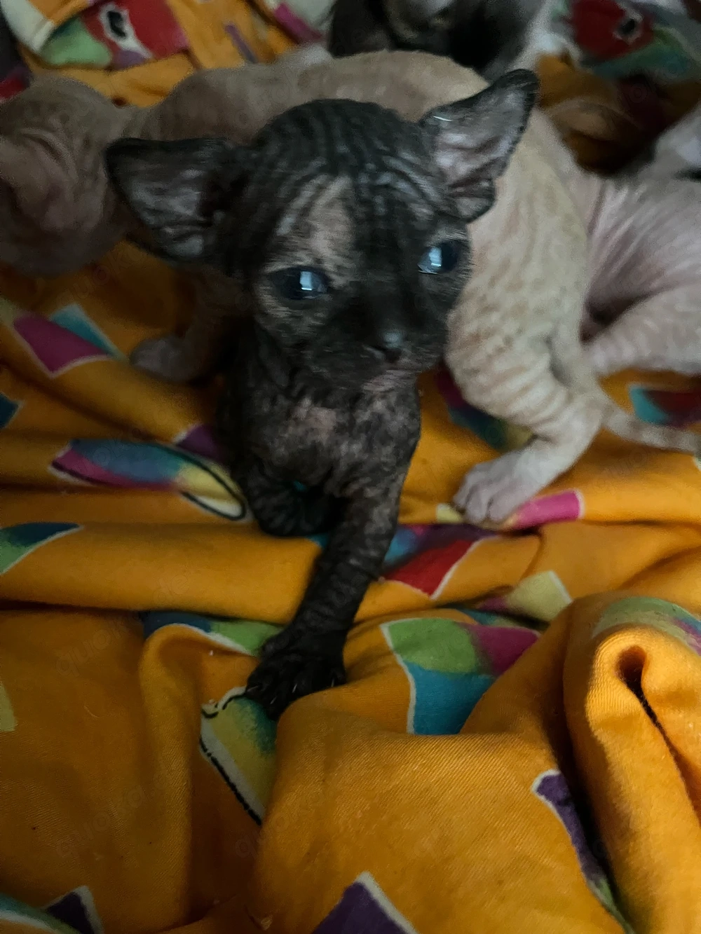 Canadian Sphynx Babys