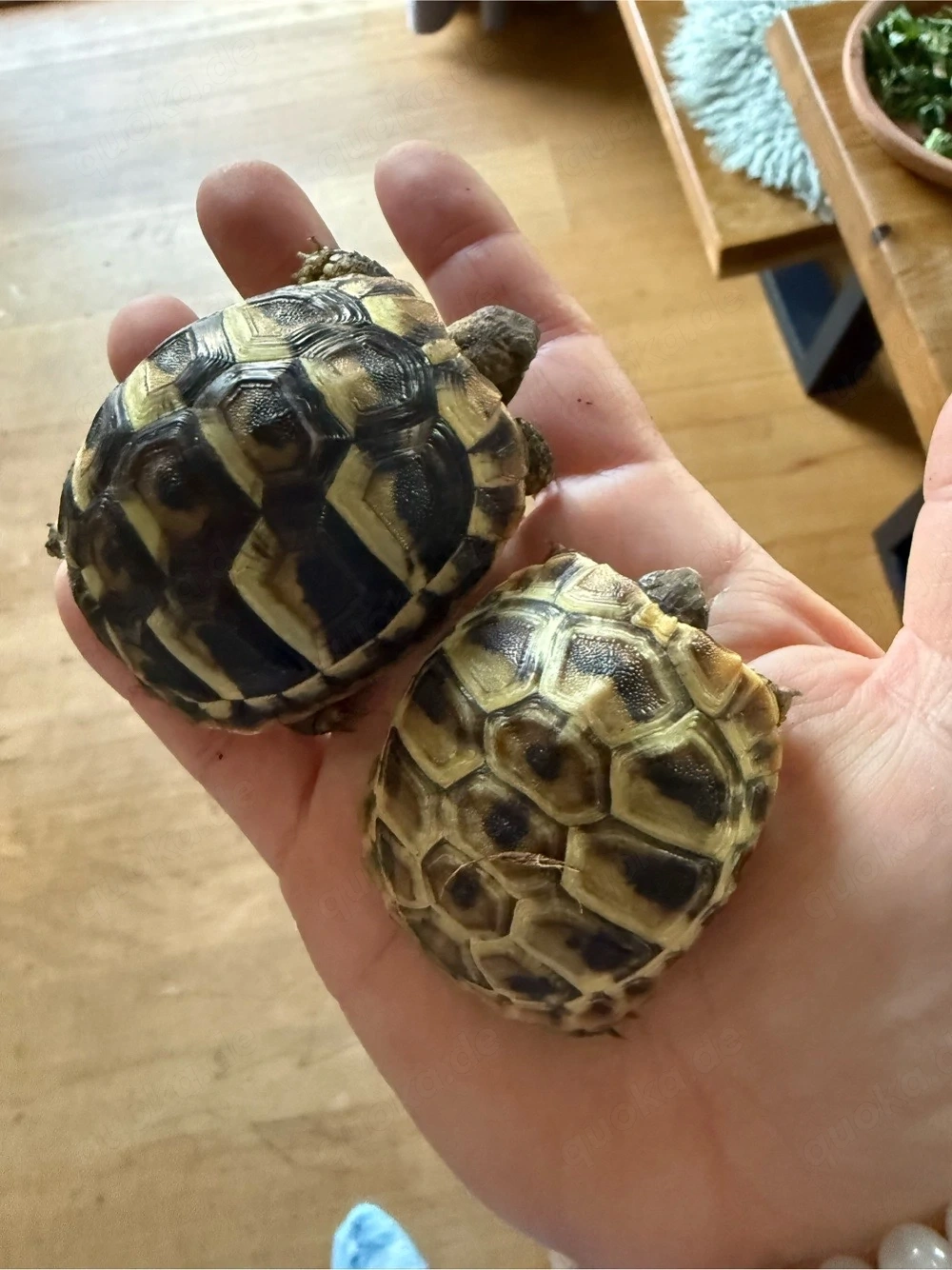 Griechische Landschildkröten Babys mit Papieren