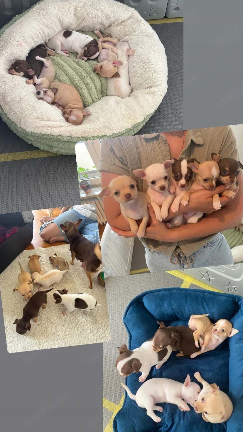 Chihuahua Welpen 