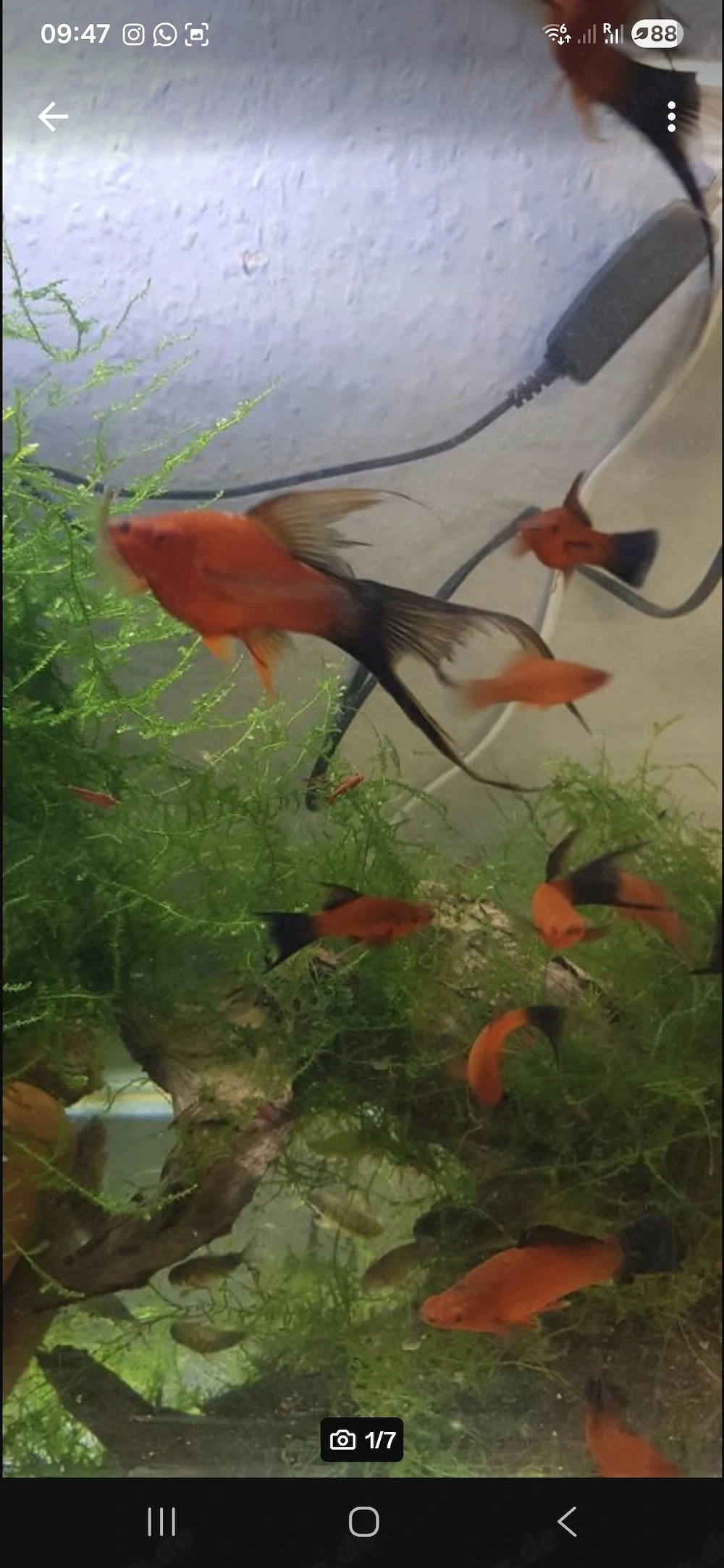 Ich verkaufe Schwertträger Wagtail Lira und Delta aus Hobbyzucht