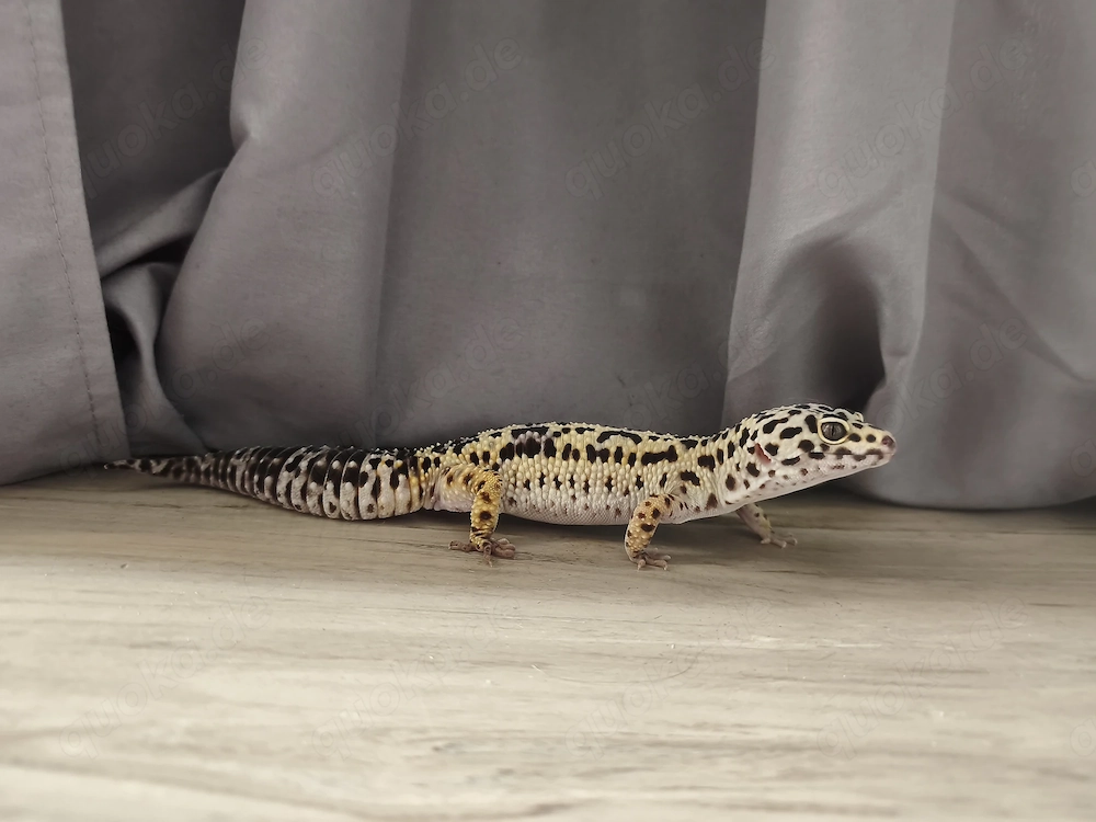 DRINGEND Leopardgecko Eublepharis macularius 0.1 weiblich 7 Jahre