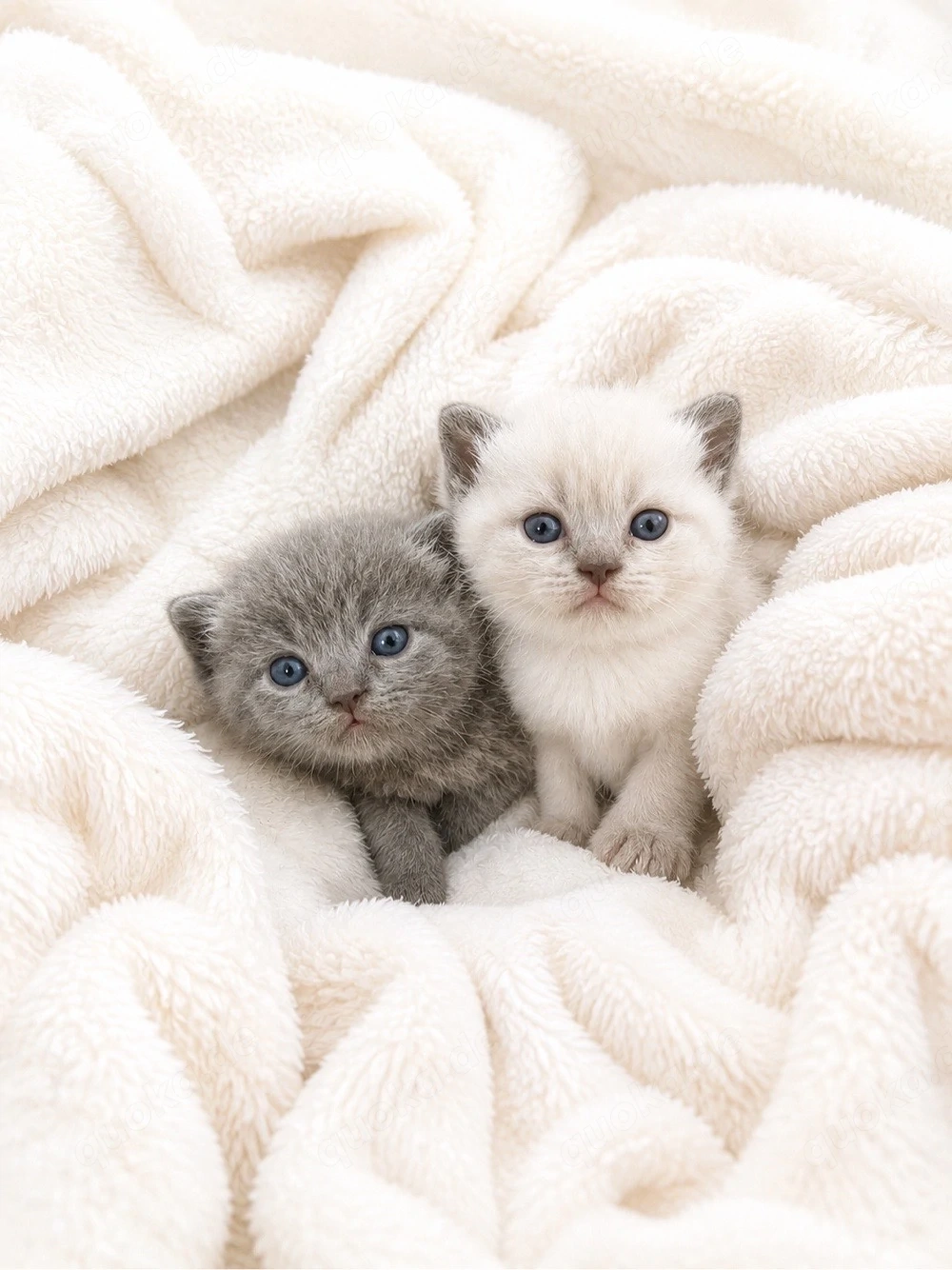  BKH Kitten 
