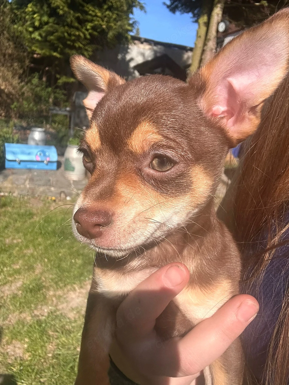 Chihuahua-Mix Mädchen 