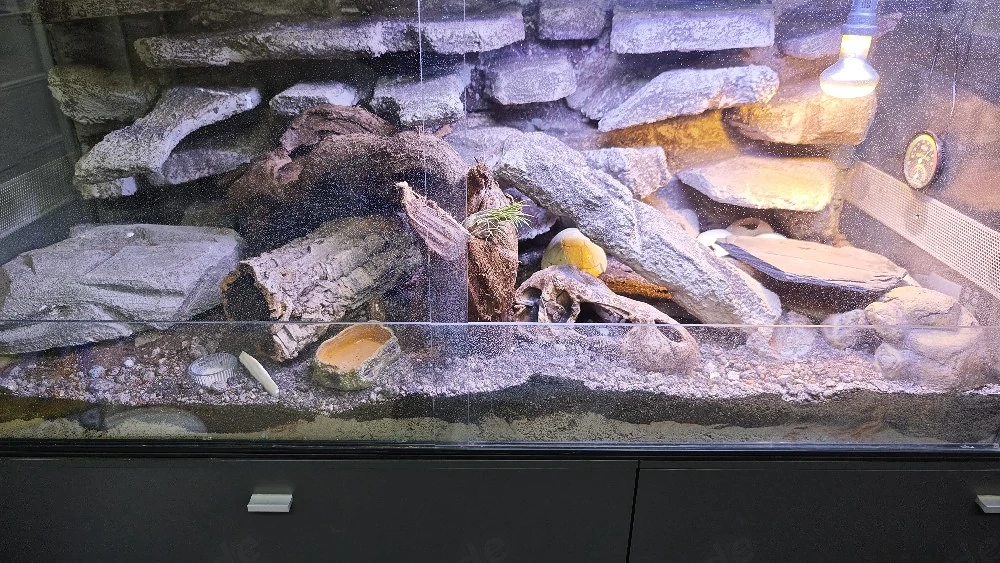 Voll ausgestattetes Terrarium inkl. Technik & Einrichtung abzugeben