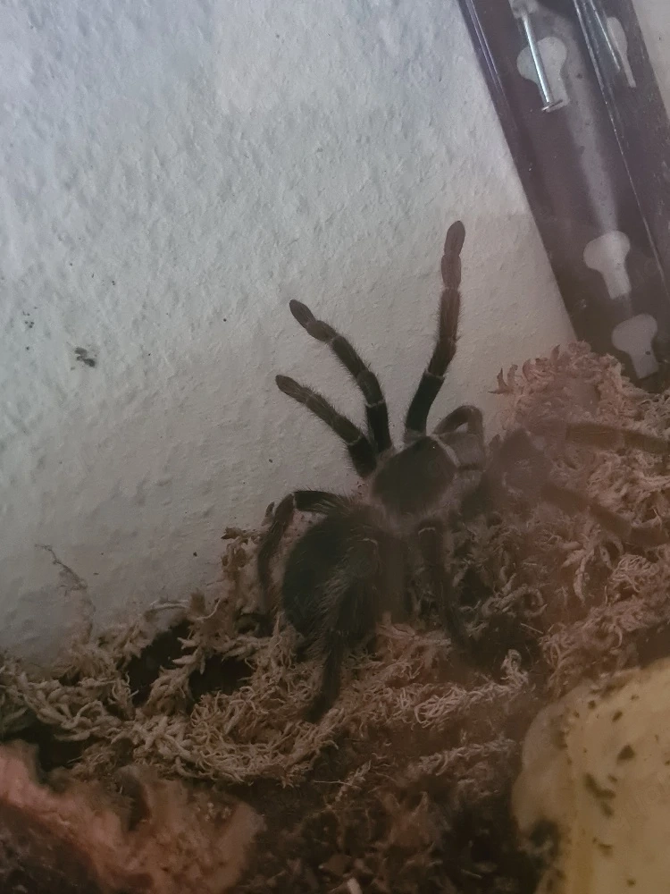 lasidora Parahybana 