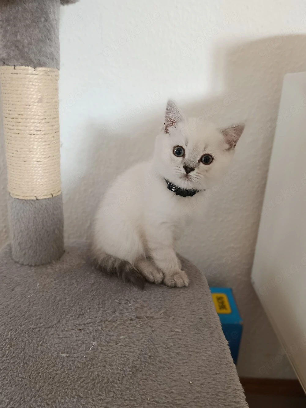 BKH Kätzchen (2 Kater)