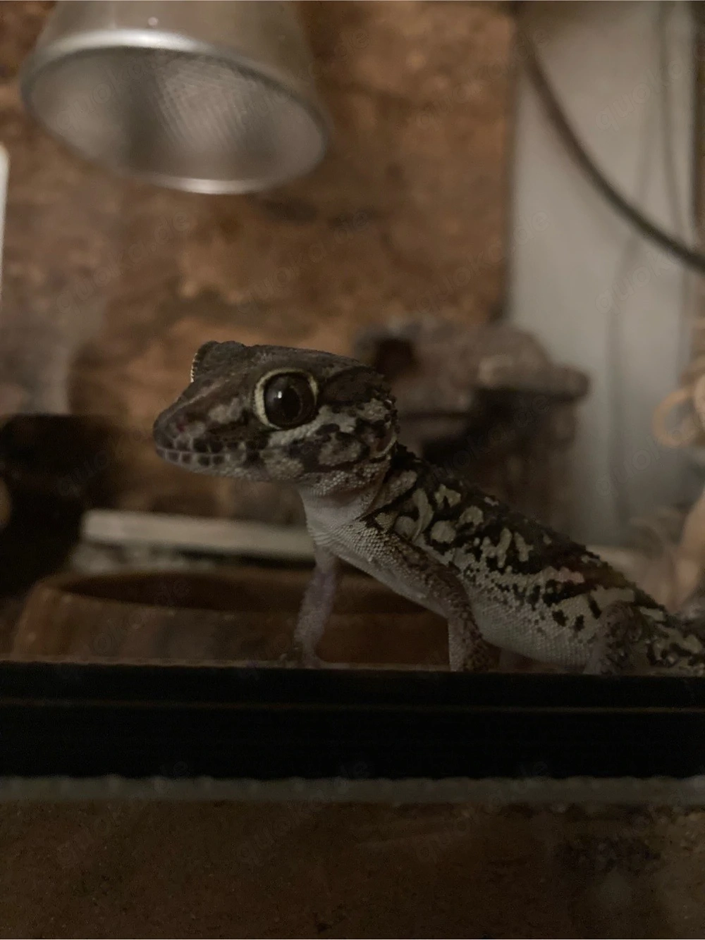 0.1 Großkopfgecko Paroedura Picta