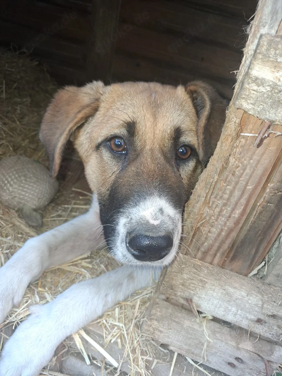 Zuhause oder Pflegestelle gesucht für Micky 