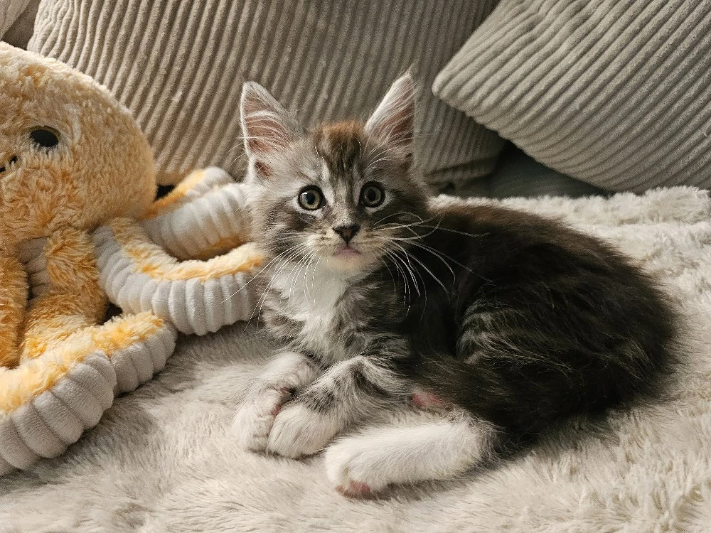 Maine Coon kater kitten 