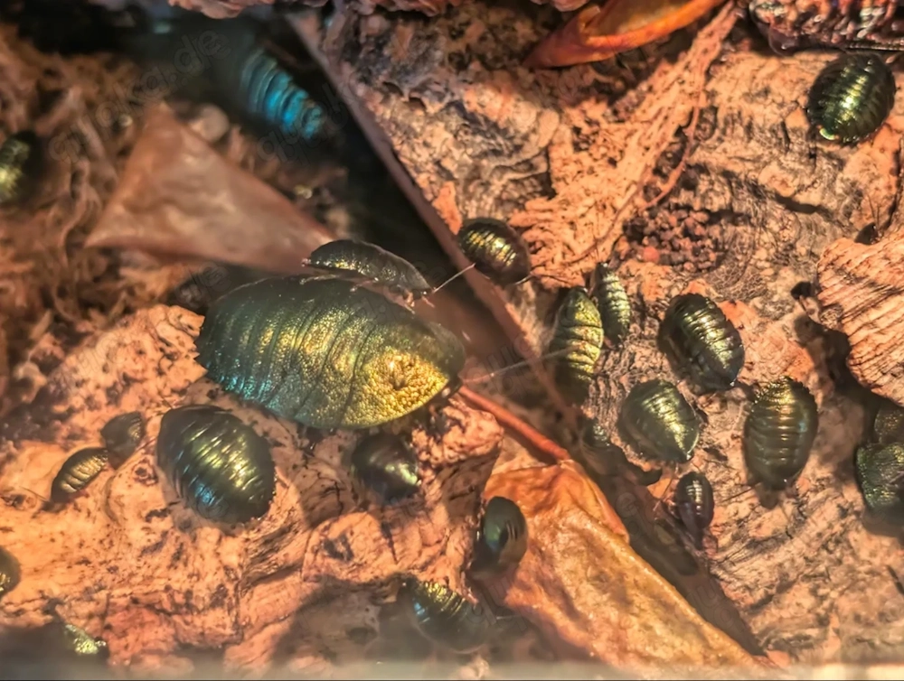 Prachtvolle Smaragtschaben (Pseudoglomeris magnifica)