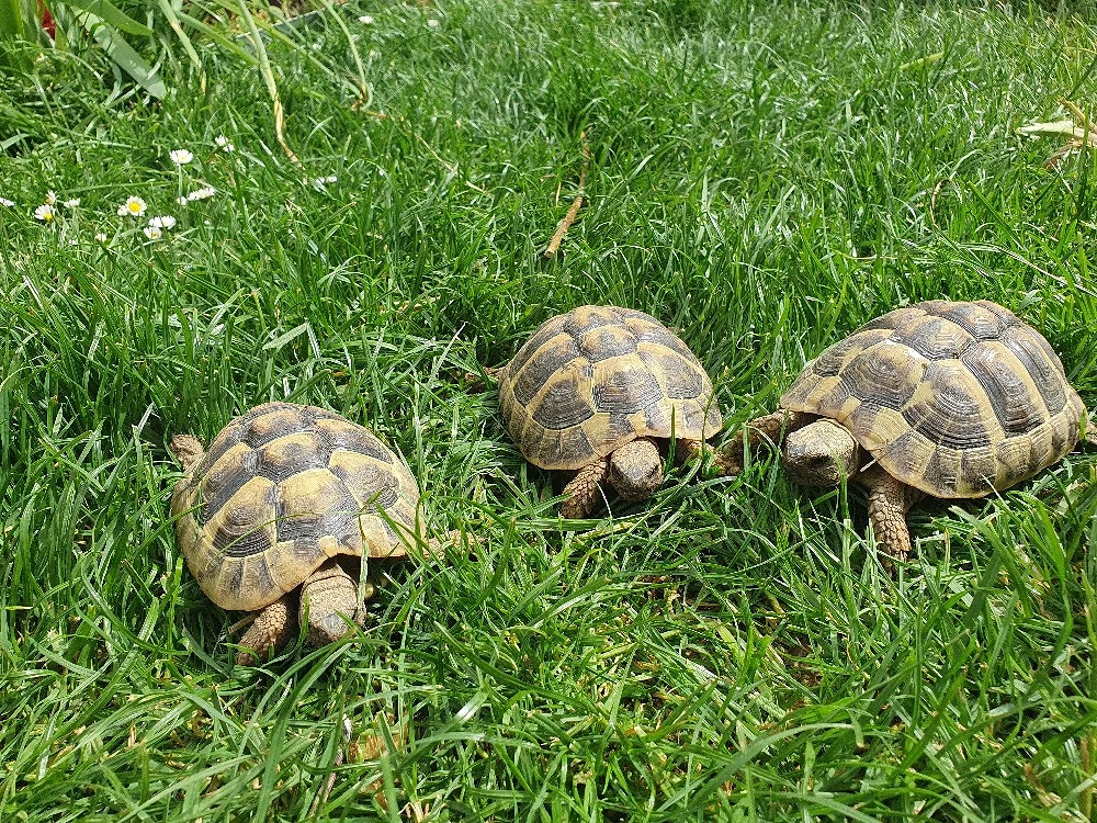 Griechische Landschildkröten 